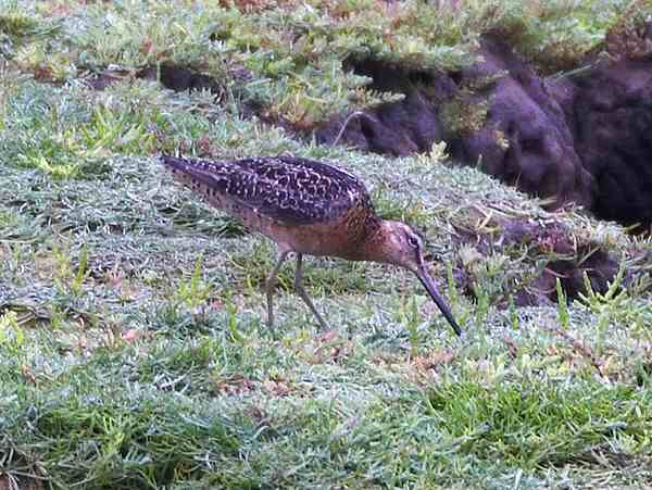 Long-billed Dowitcher