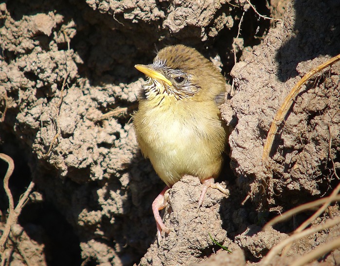 Grasshopper Warbler