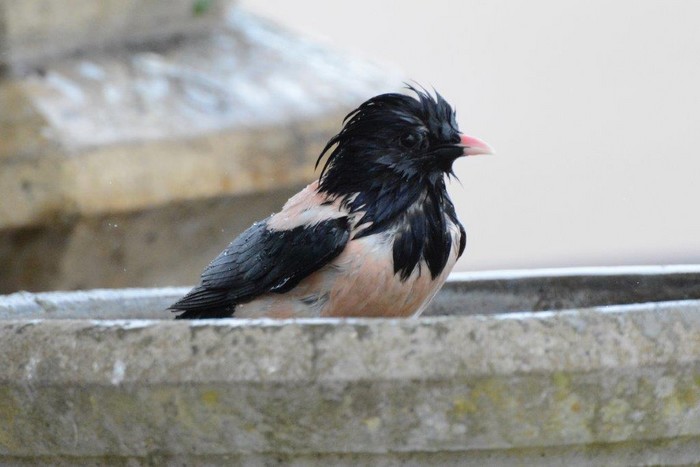 Rose-coloured Starling
