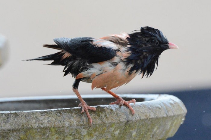 Rose-coloured Starling