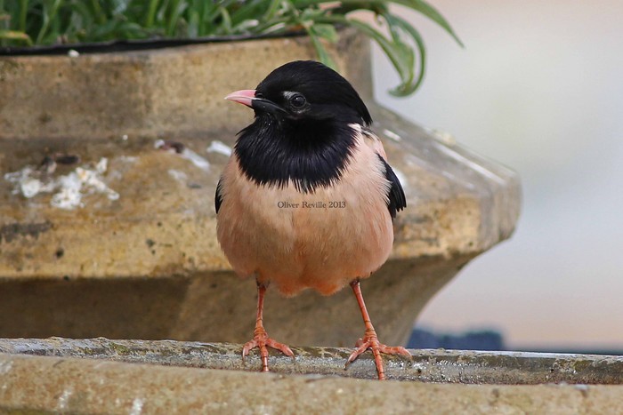 Rose-coloured Starling