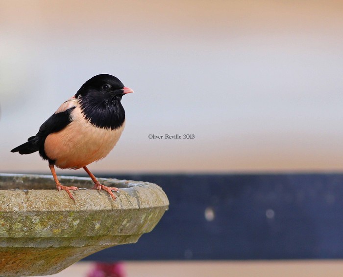 Rose-coloured Starling