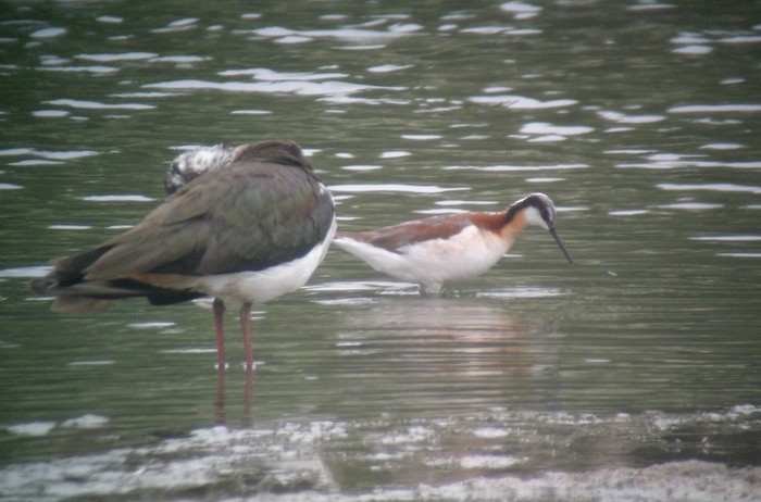 Wilson's Phalarope