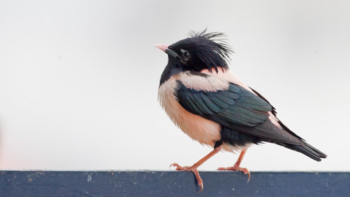 Rose-coloured Starling