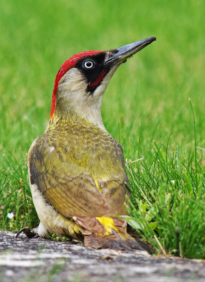 Green Woodpecker