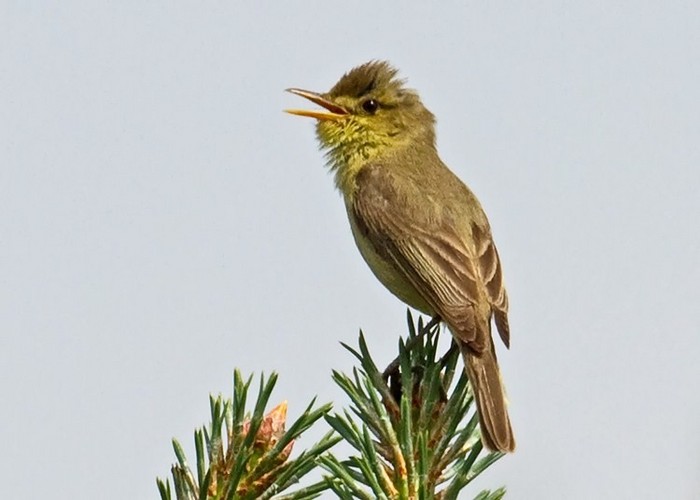 Melodious Warbler