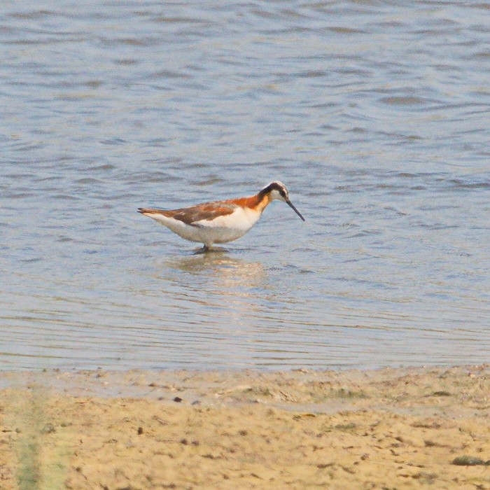 Wilson's Phalarope