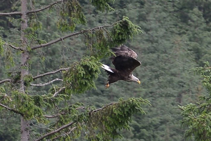 White-tailed Eagle