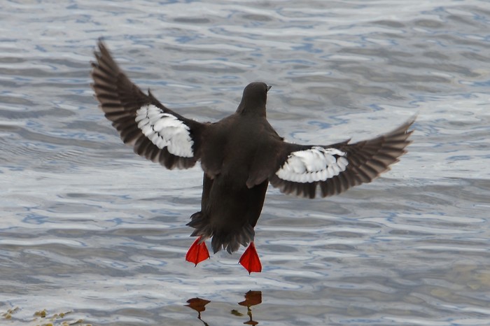 Black Guillemot