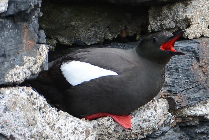 Black Guillemot