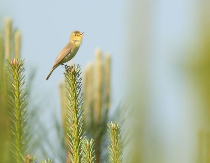 Melodious Warbler