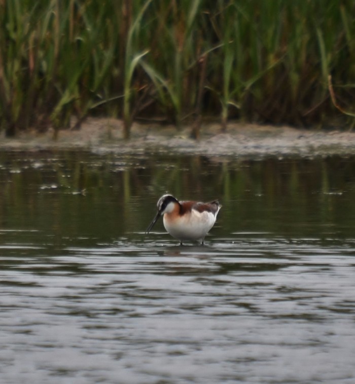 Wilson's Phalarope