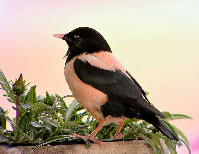 Rose-coloured Starling