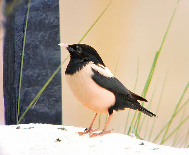 Rose-coloured Starling