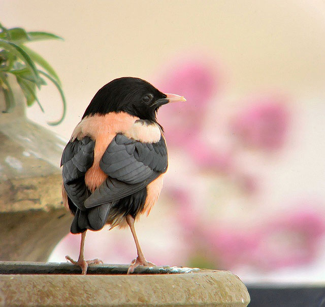 Rose-coloured Starling