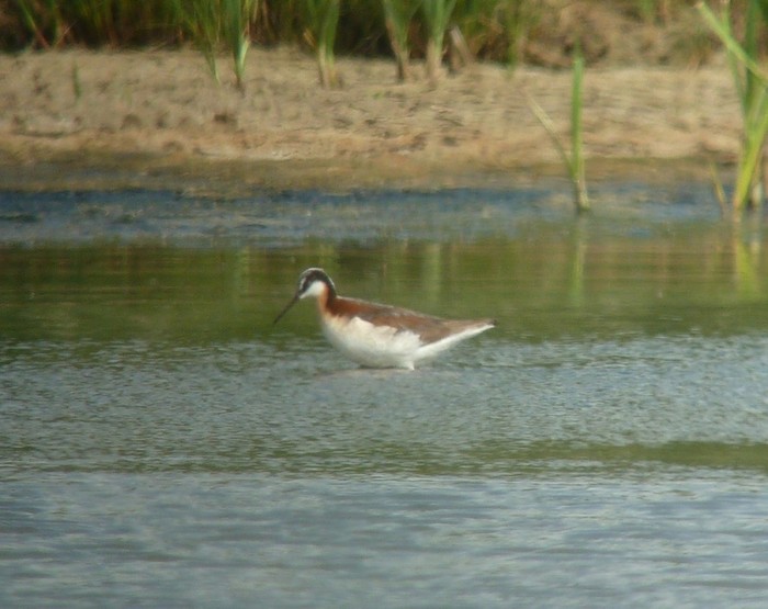 Wilson's Phalarope