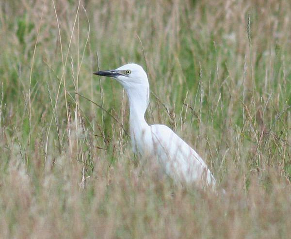Cattle Egret