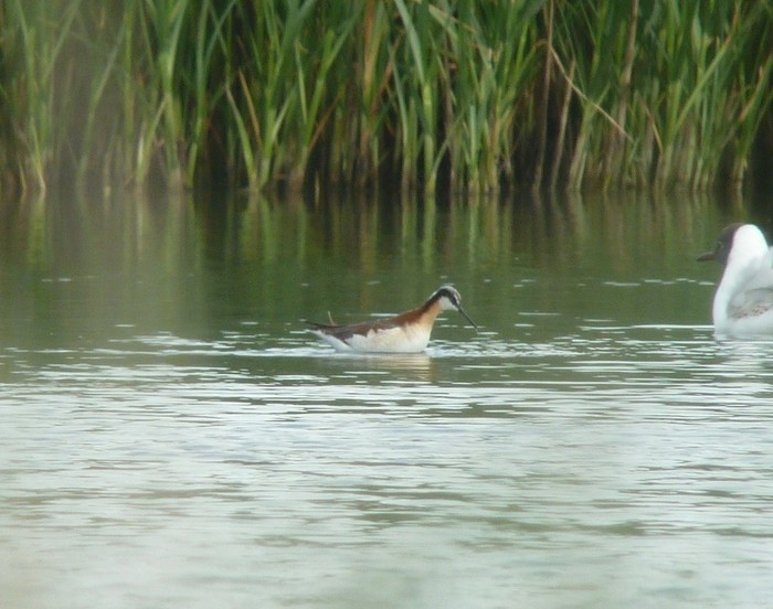 Wilson's Phalarope