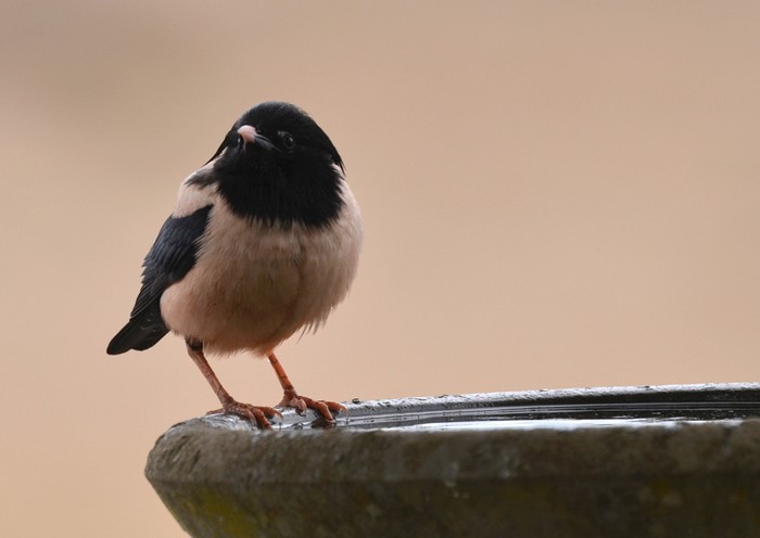 Rose-coloured Starling