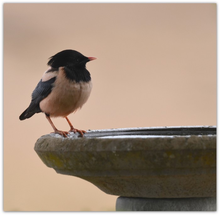 Rose-coloured Starling