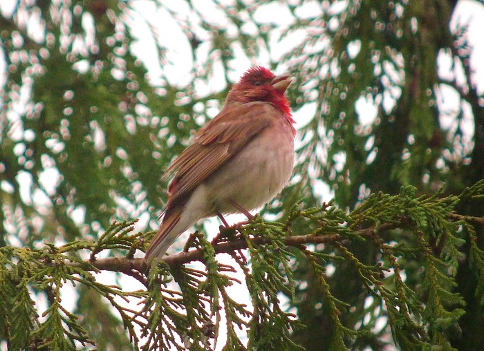 Common Rosefinch