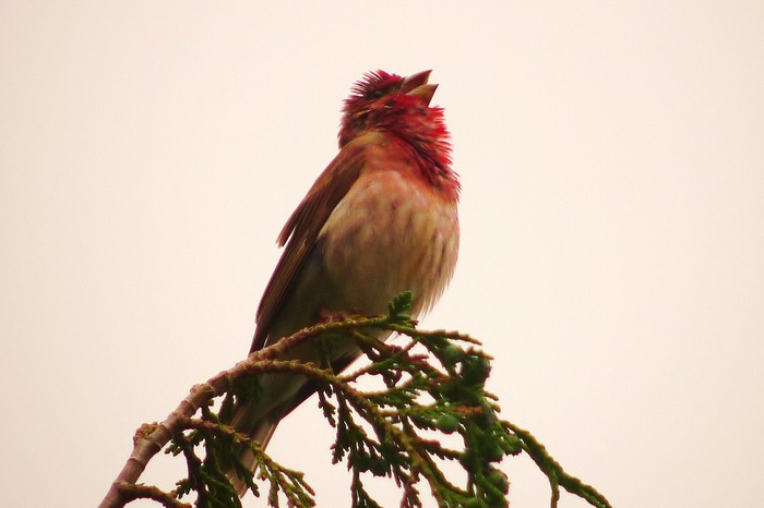 Common Rosefinch