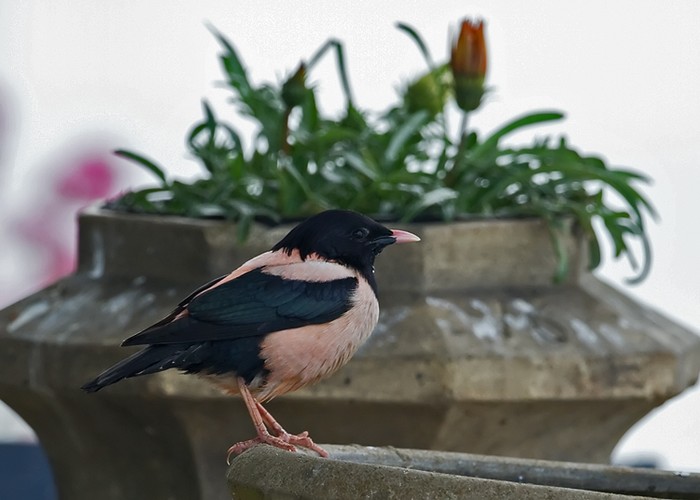 Rose-coloured Starling