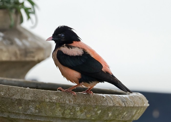 Rose-coloured Starling