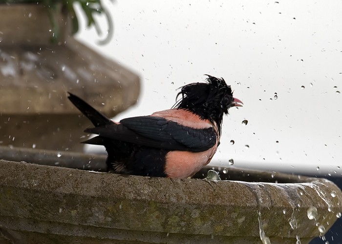 Rose-coloured Starling