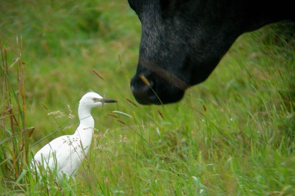 Cattle Egret