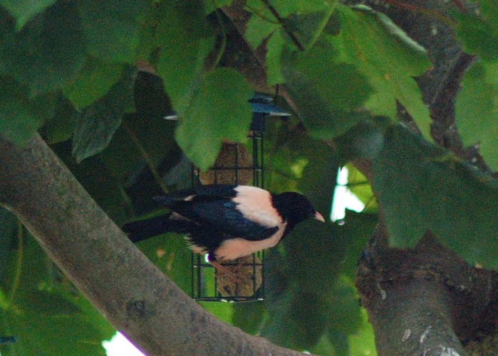 Rose-coloured Starling