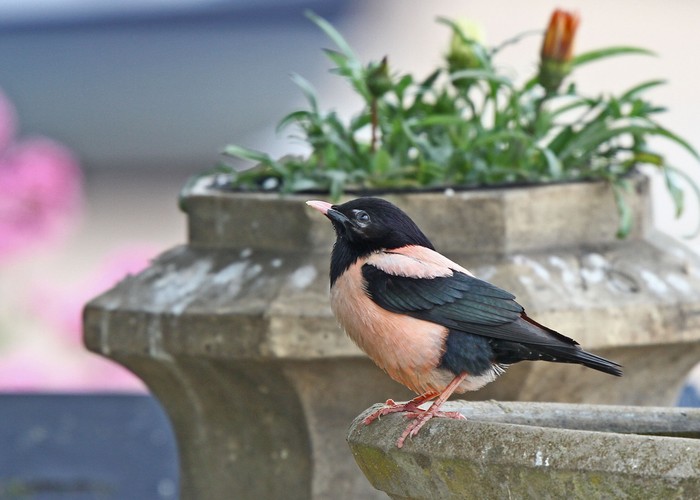 Rose-coloured Starling