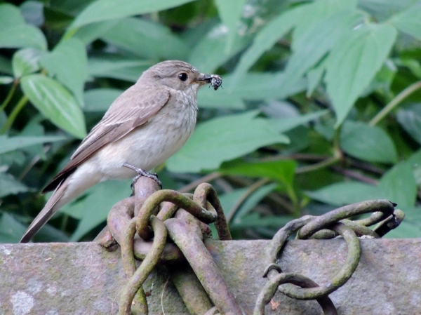 Spotted Flycatcher