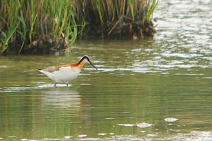 Wilson's Phalarope