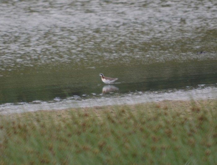 Wilson's Phalarope