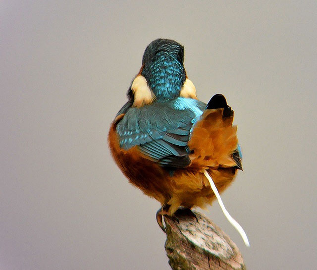 Kingfisher