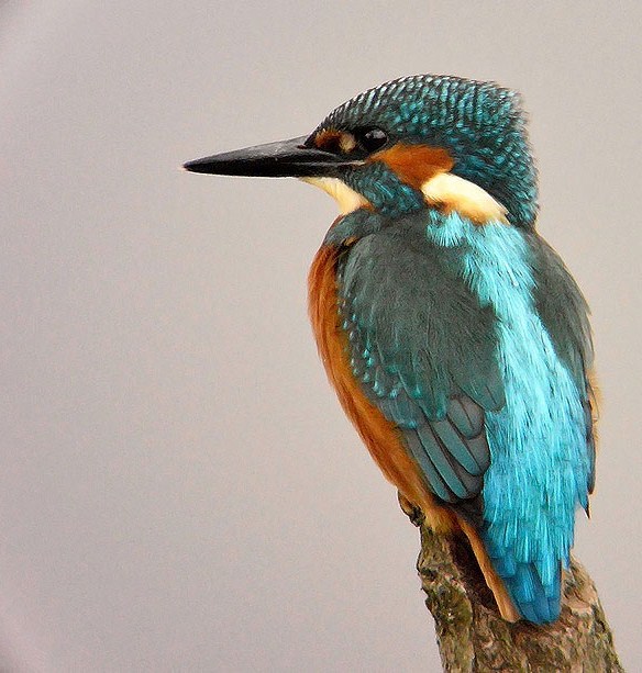 Kingfisher