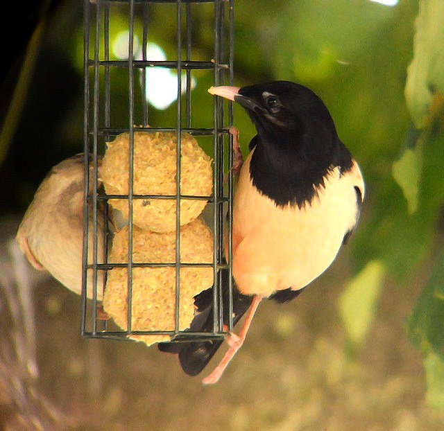 Rose-coloured Starling