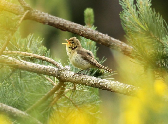 Melodious Warbler