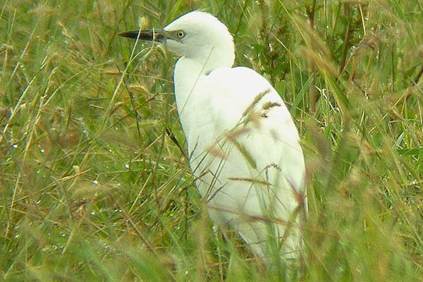 Cattle Egret