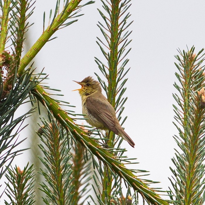 Melodious Warbler