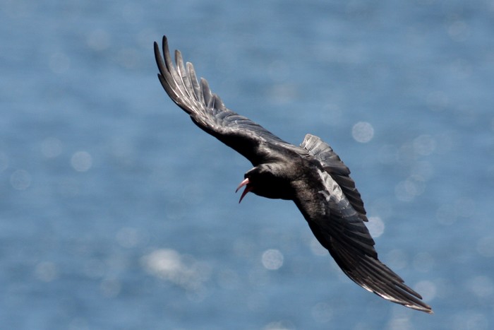 Chough