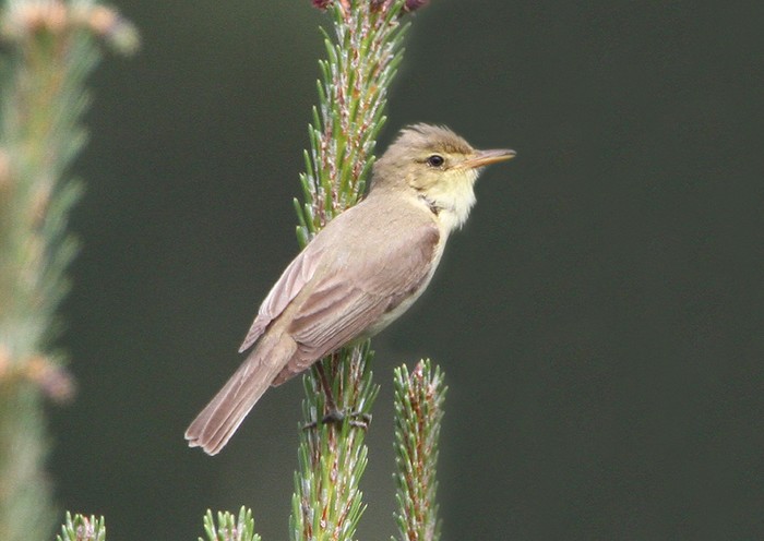 Melodious Warbler