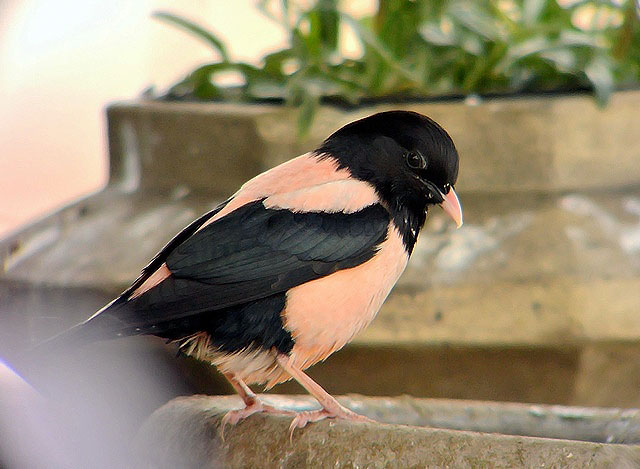 Rose-coloured Starling