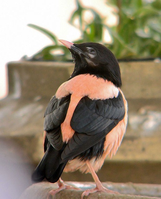 Rose-coloured Starling