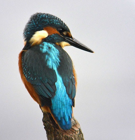 Kingfisher