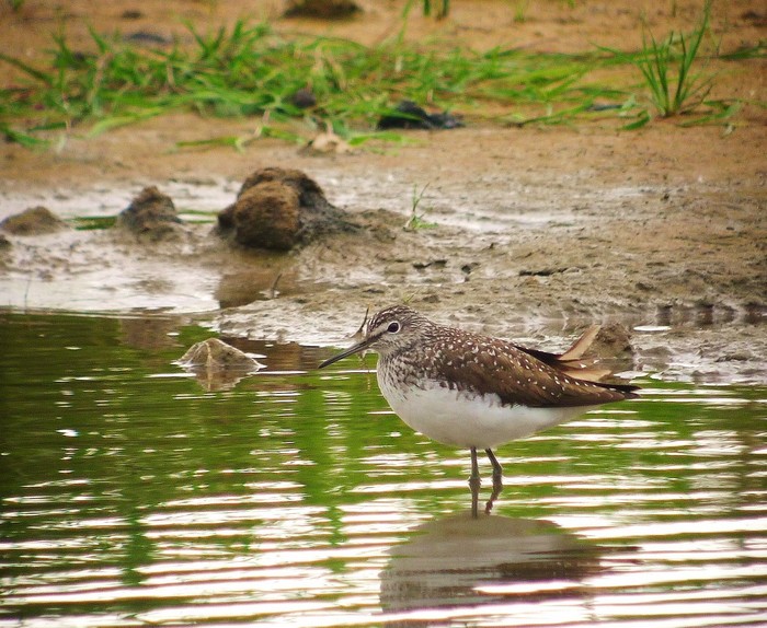 Green Sandpiper