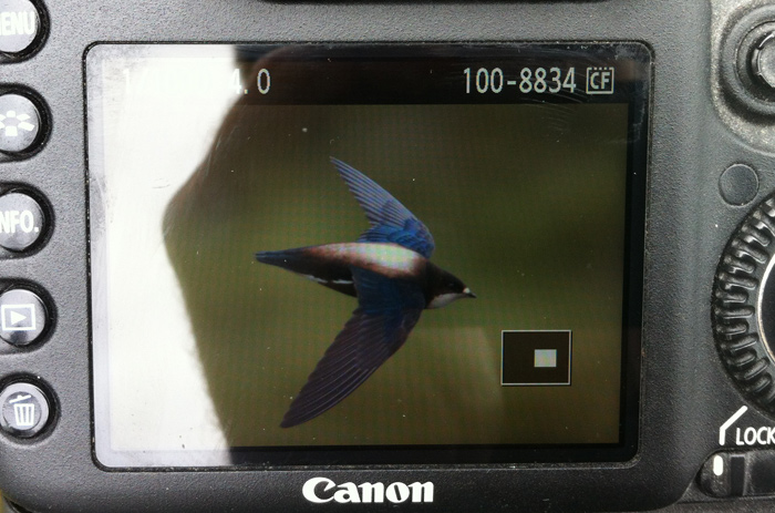 White-throated Needletail