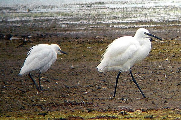 Cattle Egret