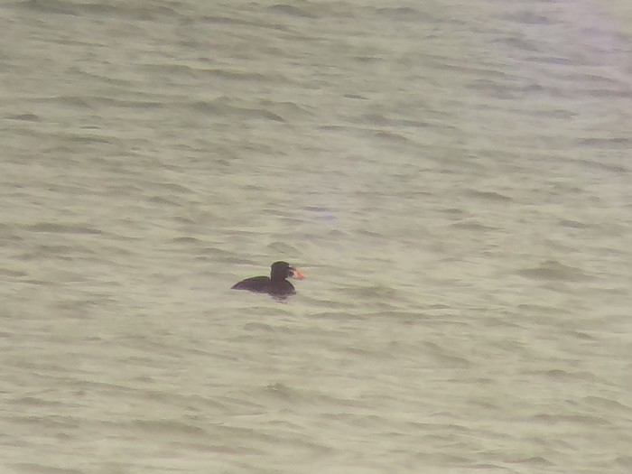 Surf Scoter